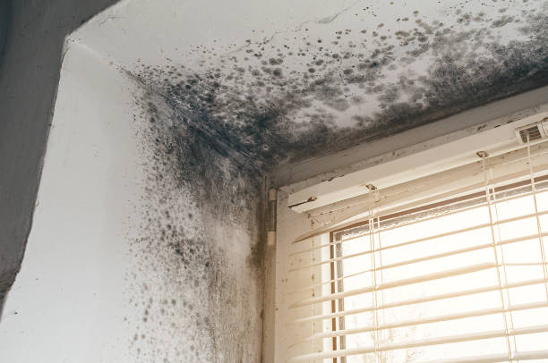 Affordable Mold Remediation solutions in Mount Pulaski, IL